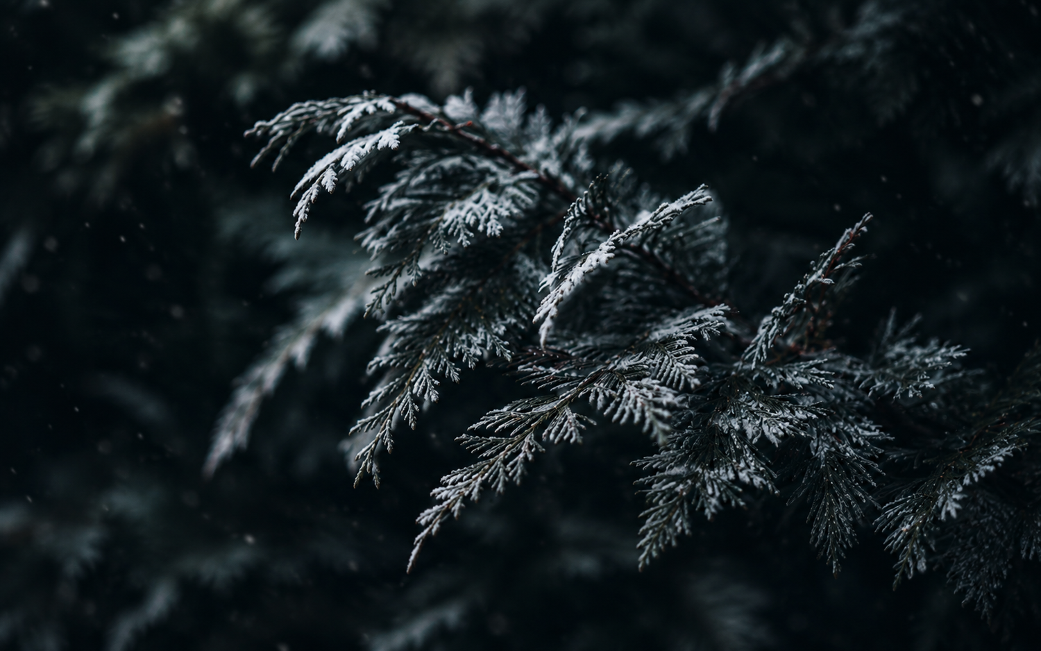 Winter