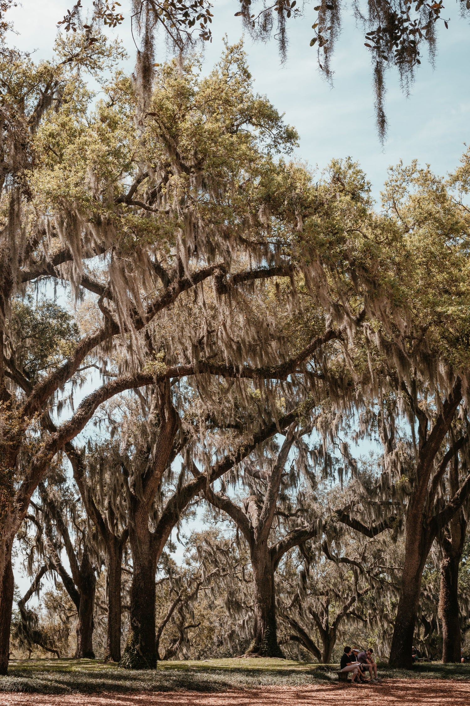 Southern Charm