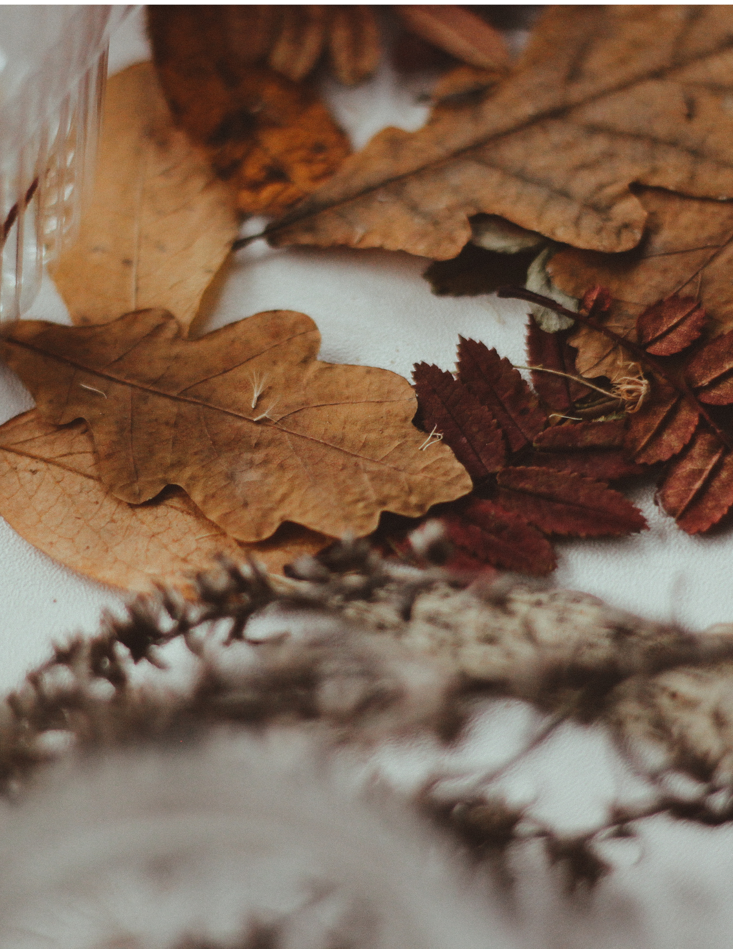 Fall